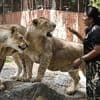 « De la folie pure » : ce pays autorise les lions domestiques et perd complètement le contrôle