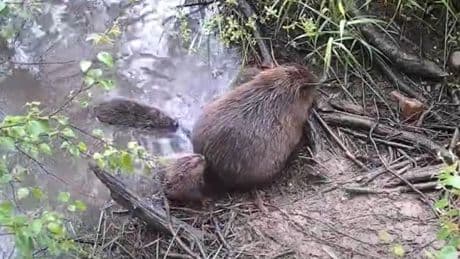 Baby beavers born in Cairngorms spotted for first time