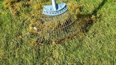 Banish moss with 'easy' baking soda solution that 'kills it in 24 hours'
