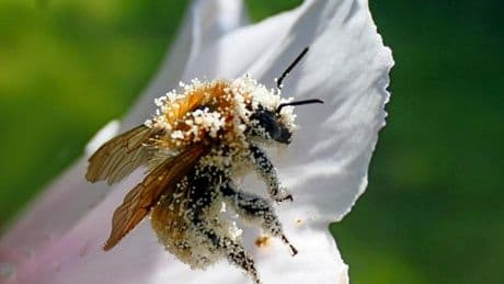El abejorro rebozado de polen en el jardín de Vilobí