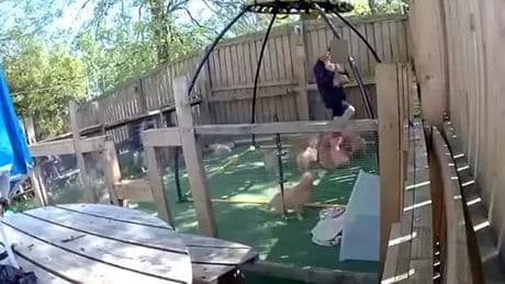 Scots schoolchildren caught on camera climbing fence to steal puppy from garden pen