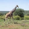 Il n'existe pas une espèce unique de girafes mais bien quatre différentes, selon une nouvelle classification