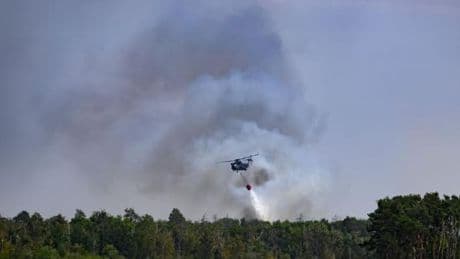 Waldbrände: Experte: Es gibt keine Selbstentzündung von Feuer im Wald