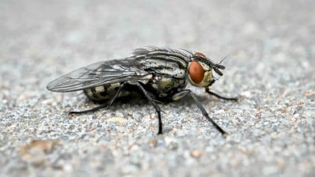 Qui mieux qu’une mouche pour faire le ménage ?