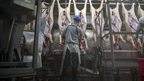What slaughtering animals all day does to your mind