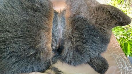 Wild bear finally has plastic lid removed from neck after two years