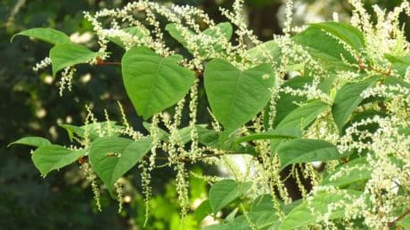 Urgent warning over Japanese knotweed signs that could cost you £18,000 this summer