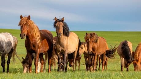 Sciences : comment la génétique a permis de percer les secrets de la domestication du cheval