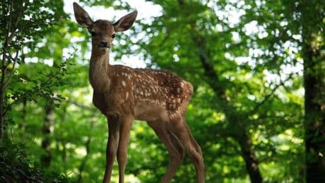 Bambi  - Signiertes Fan-Paket ersteigern