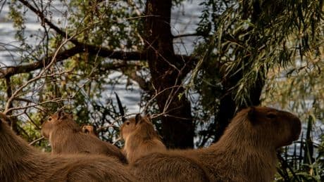 Hundreds of Capybaras ‘Conquered’ This Town. Now What?