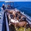 Mecklenburg-Vorpommern: Ziegen als Landschaftspfleger auf der Vogelinsel Walfisch