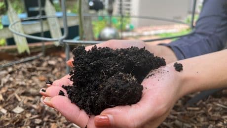 Gardening's hidden benefits: How digging in the dirt could bolster mental wellbeing