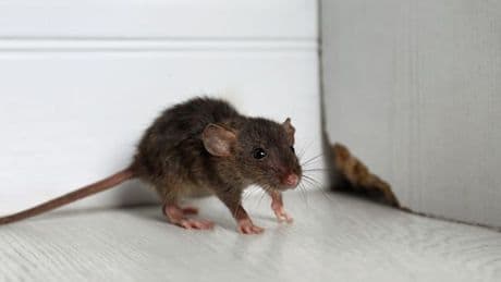 Mice and rats 'stay away' from your home for good with one natural item they 'hate'