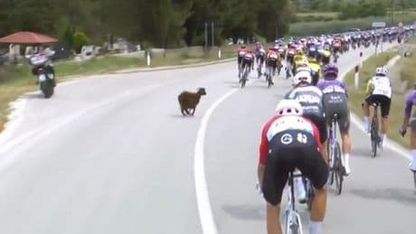 Una cabra se cuela en el Giro y está a punto de provocar un accidente