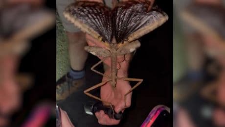 «C’est l’insecte le plus lourd jamais décrit en Australie» : découverte d’un phasme géant de 40 cm dans une forêt tropicale