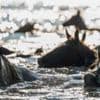 Crowds cheer 100th annual wild pony swim