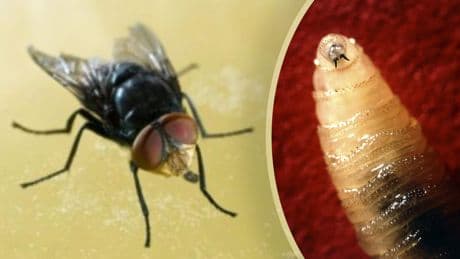 De vleesetende schroefwormparasiet rukt op en maakt slachtoffers: hoe voorkom je een besmetting?