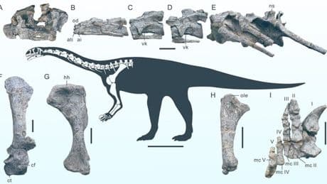 Çin'de eni bir dinozor türüne ait fosil bulundu