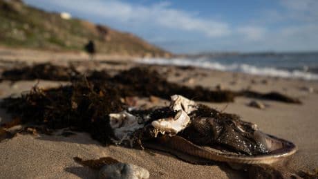 ‘Devastating’ toxic algal bloom declared natural disaster in Australia amid warnings Bondi beach could be next