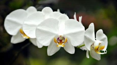 Redescubren en China una orquídea dada por extinta hace más de un siglo