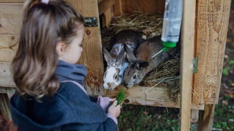 Wie alt werden Hasen? Unterschiede zwischen Wildhase und Haustier