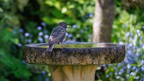 Expert reveals best way to keep bird baths clean and maintained all year round
