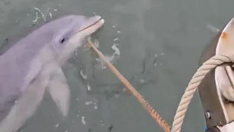 Amazing moment group of stunned friends spot dolphin playing off Edinburgh coast
