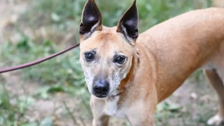 Tierheim Berlin: Hündin Betty sucht ein Zuhause für ihren Lebensabend