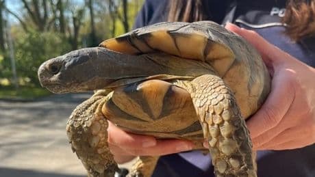 Schildkröte versucht sich bei der Polizei - Panzer-Polizist „Schiggi“ geht auf Streife