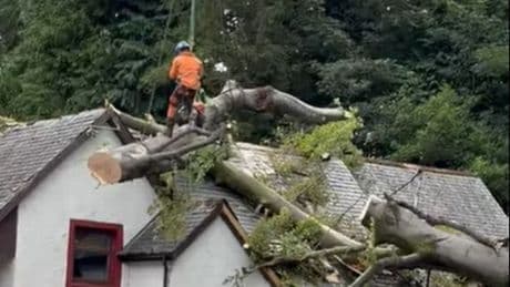 Moment workers remove massive 60-tonne tree which fell on building in Blanefield during Storm Floris