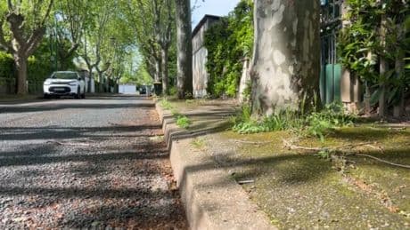 "Je vais aller chercher la tronçonneuse": des habitants de Saint-Priest excédés par des arbres sur les trottoirs