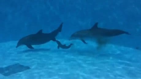 Mit Geburtshelferin! - Hier wird ein Delfinbaby geboren