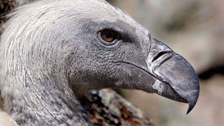 Vultures are among the least loved animals. African conservationists are trying to change that