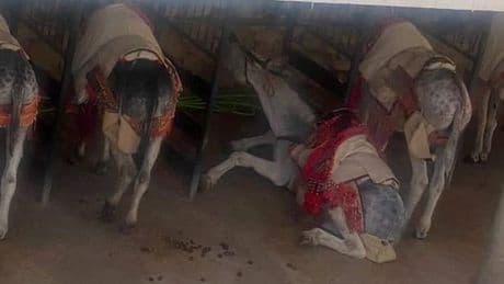 Brit horrified as donkeys 'frothing at the mouth' made to carry tourists in 31C