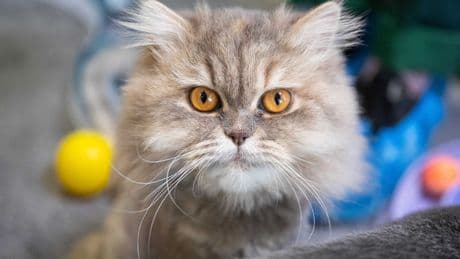 Tag der offenen Tür: Tierheim hat dieses Jahr schon rund 1.460 Tiere aufgenommen