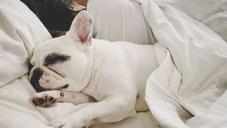 Dog owners are just finding out what it means when pooch sleeps on your pillow