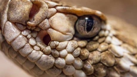 A Herpetologist Reveals 3 Snakes That Hunt Using Heat — One Is North America’s Largest Venomous Snake