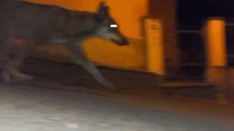 La passeggiata di lupo tra le case di San Marco D'Urri, in val Fontanabuona | Video