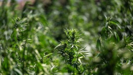 Scatta il sequestro di un carico di droga ma era cannabis light. Spacciatore rilasciato