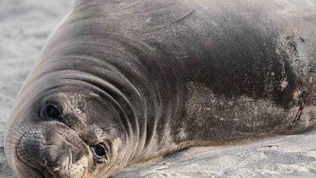Man Who Stabbed Baby Seal on Oregon Beach Is Sought