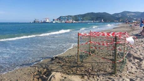 Savona, la mareggiata minaccia il nido della tartaruga caretta caretta
