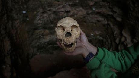 A Atapuerca, en Espagne, sur les traces des premiers Européens
