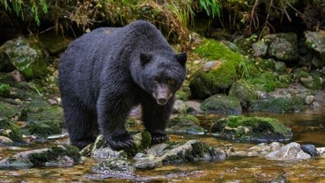 Elderly Arkansas man mauled by bear in state’s first attack in decades