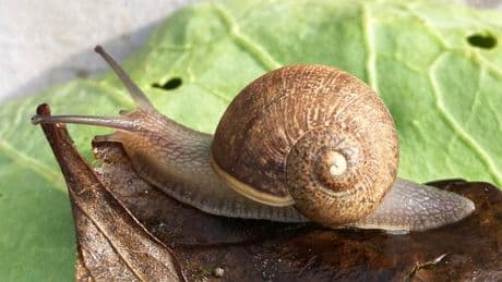 Ned the snail has looks, patience and absolutely no luck in love