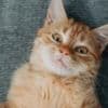 Why are ginger cats ginger? Scientists finally have the answer