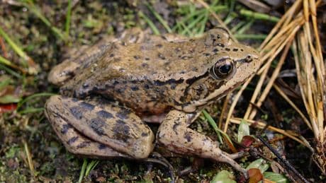 Muddy boots and AI are helping this threatened frog to make a comeback