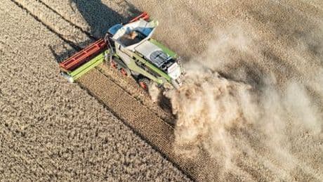 Getreideernte: Agrarhandel warnt vor minderwertigem Brotgetreide
