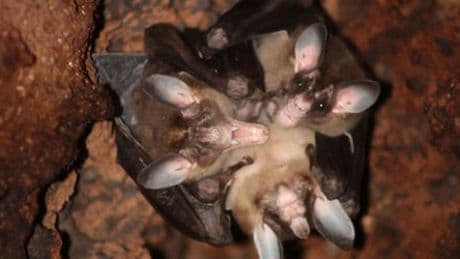 Costa Rica: Fledermäuse beim Umarmen gesichtet