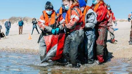 Nederlanders helpen bij massastrandingen dolfijnen in Cape Cod: ’Ze liggen daar niet voor niets, ze zijn in nood’