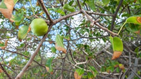 Giftiger Paradiesapfel: Nicht nur die Früchte sind gefährlich